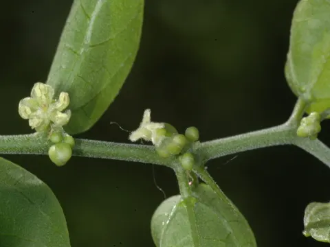 Celtis pallida (Celtis pallida)
