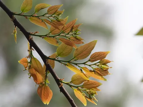 Celtis sinensis (Celtis sinensis)