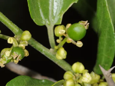 Celtis tala (Celtis tala)