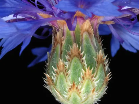 Kornblume (Centaurea cyanus)