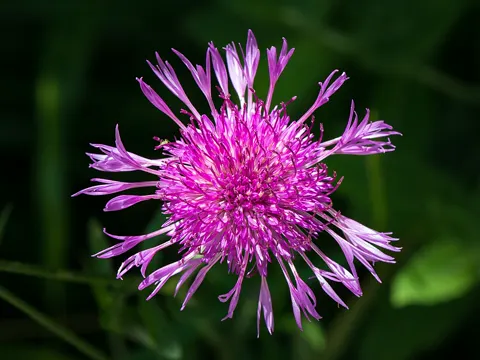 Wiesen-Flockenblume