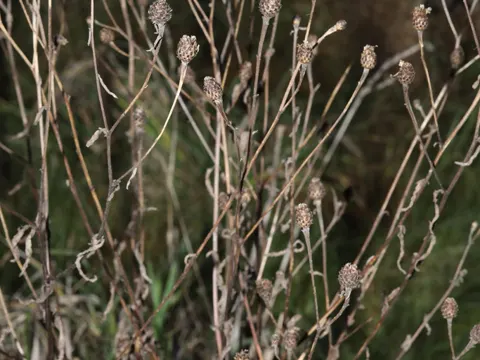 Knapweed