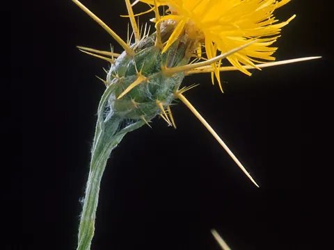 Yellow starthistle