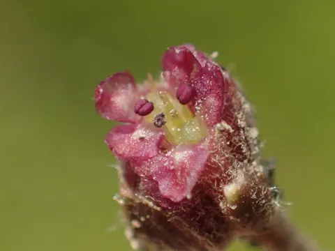Asiatische Wassernabel (Centella asiatica)