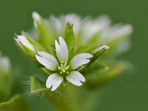 Knäuel-Hornkraut (Cerastium glomeratum)