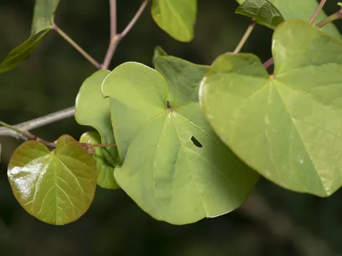 Judas Tree (Cercis siliquastrum)