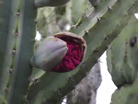 Cereus forbesii (Cereus forbesii)