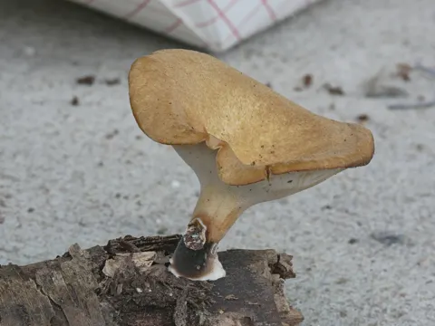 Blackfoot Polypore (Cerioporus varius)
