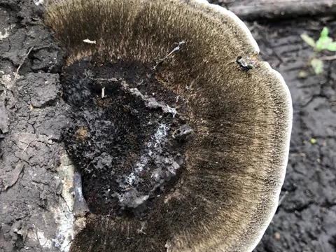 Cerrena hydnoides