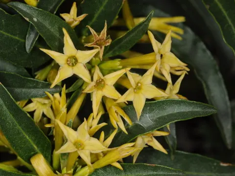 Chilenischer Jasmin (Cestrum parqui)