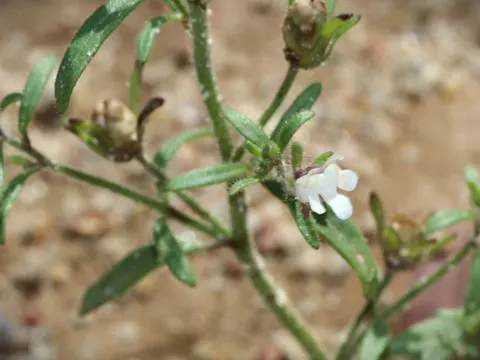 Kleines Leinkraut (Chaenorhinum minus)