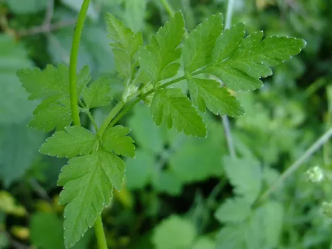 Flockiger Kerbel (Chaerophyllum temulum)