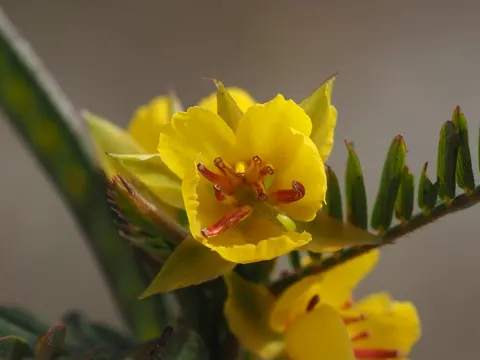 Chamaecrista nictitans (Chamaecrista nictitans)