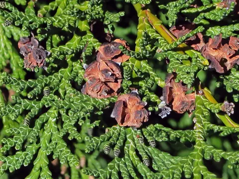 Lawsons Zypresse (Chamaecyparis lawsoniana)