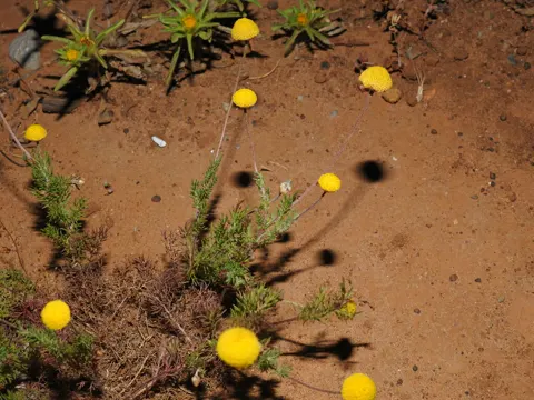Römische Kamille (Chamaemelum nobile)