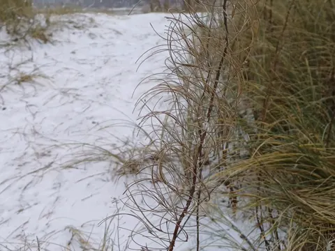Fireweed