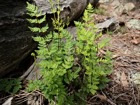 Cheilanthes sieberi (Cheilanthes sieberi)
