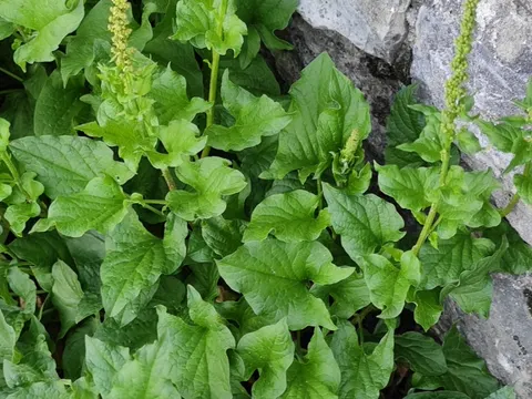 Guter Heinrich (Chenopodium bonus-henricus)