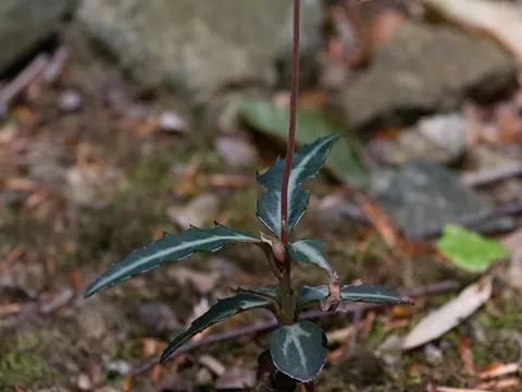 Gefleckte Wintergrün