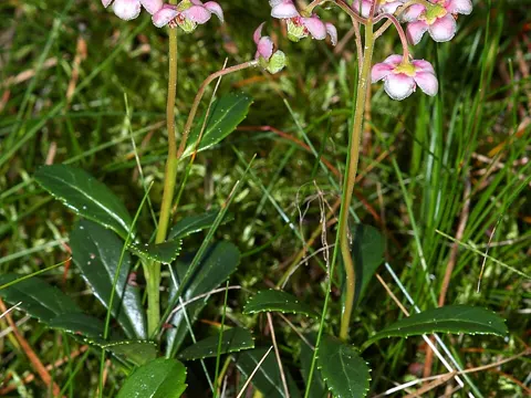 Flüchtige Schmuckblume