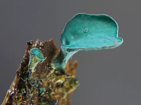 Grünes Holzbecherchen (Chlorociboria aeruginascens)