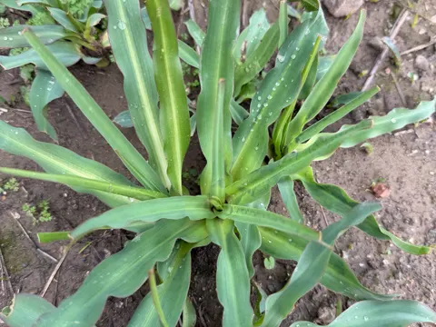 Soap Plant (Chlorogalum pomeridianum)