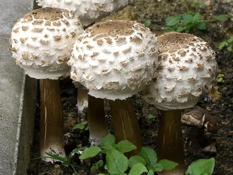 Braune Riesenschirmling (Chlorophyllum brunneum)