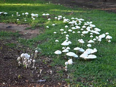 Giftiger Blätterling (Chlorophyllum molybdites)