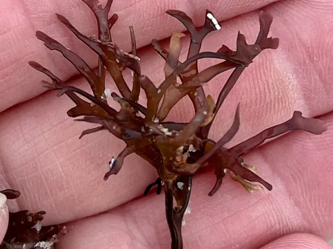 Knorpeltang (Chondrus crispus)