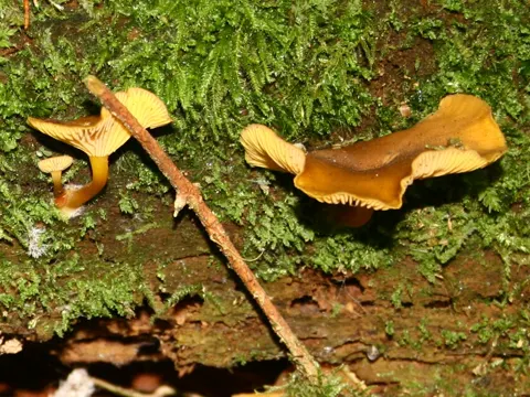 Goldnabeling (Chrysomphalina chrysophylla)