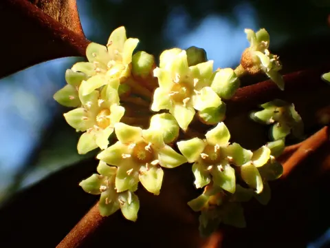 Sternappel (Chrysophyllum cainito)