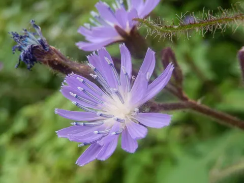 Alpen-Milchdistel
