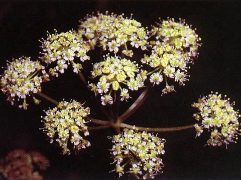 western water hemlock