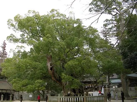 Camphor Laurel (Cinnamomum camphora)