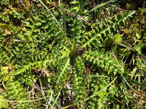 Stengellose Kratzdistel