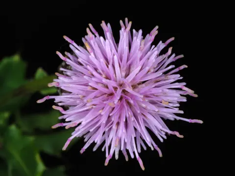 Acker-Kratzdistel
