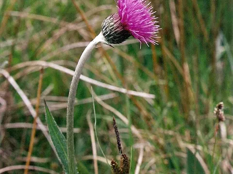 Englische Kratzdistel (Cirsium dissectum)