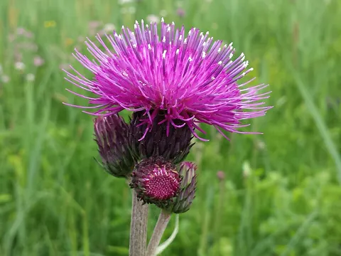 Bach-Kratzdistel (Cirsium rivulare)