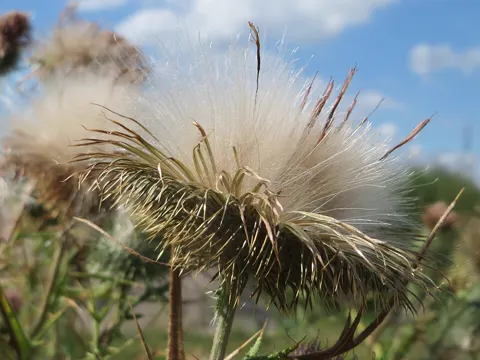 Spear Thistle
