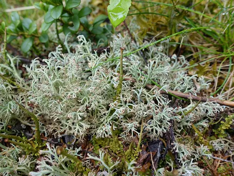 Waldrentierflechte (Cladonia arbuscula)