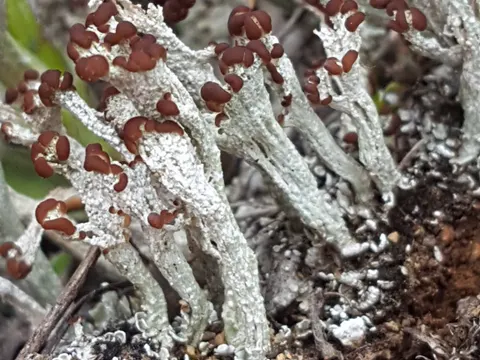 Cladonia cariosa (Cladonia cariosa)