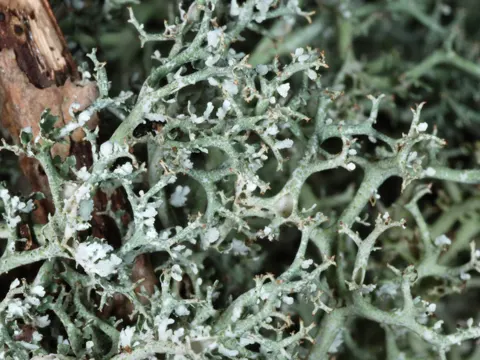 Forked Lichen