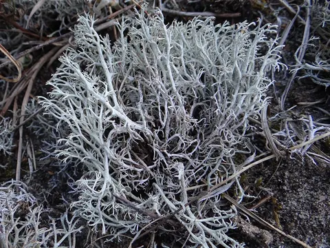 Rentierflechte (Cladonia mitis)