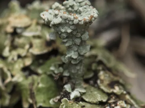 Becherflechte (Cladonia pocillum)