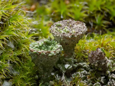 Pixie Cup Lichen