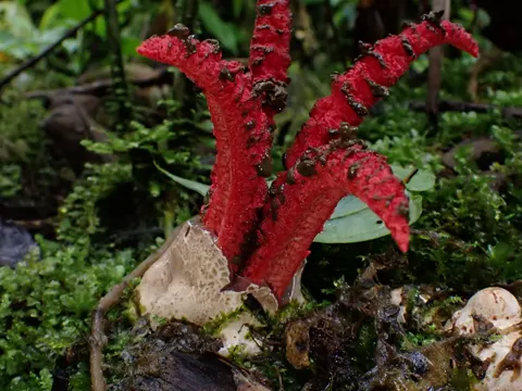 Tintenfischpilz (Clathrus archeri)