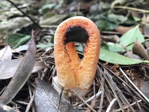 Clathrus columnatus (Clathrus columnatus)