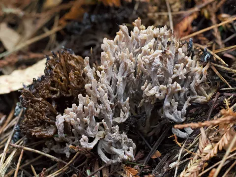 Grauer Korallenpilz (Clavulina cinerea)