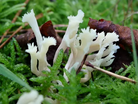 Coral Fungus