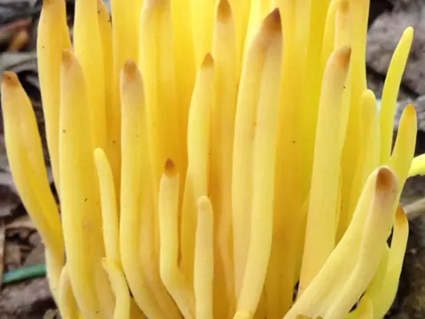 Spindle Coral